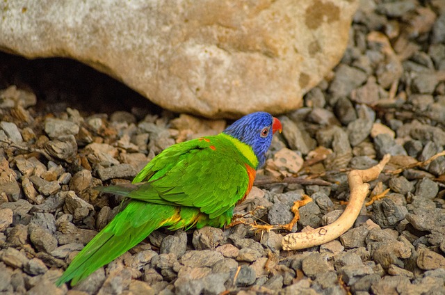 Free Nature Wildlife photo and picture
