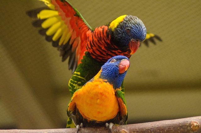 Free Bird Color photo and picture