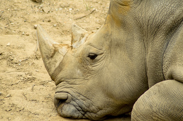Free Rhino Rhinoceros photo and picture
