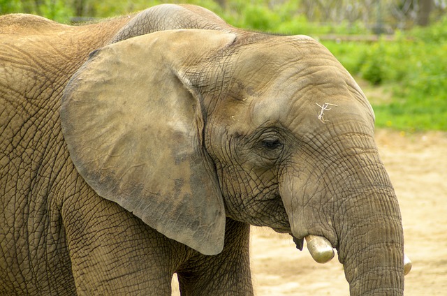 Free Elephant Wildlife photo and picture