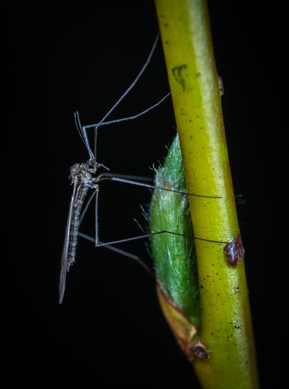 Insect Invertebrate No One - Free photo on Pixabay - Pixabay