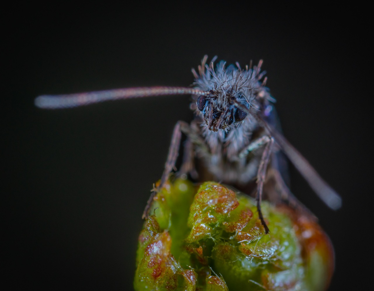 Insect Invertebrate Nature - Free photo on Pixabay - Pixabay