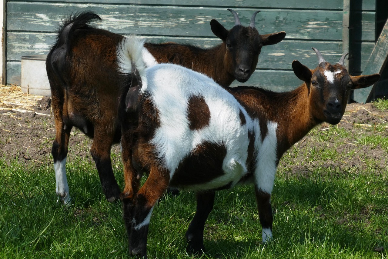 Kozy Małe Zoo Koza - Darmowe zdjęcie na Pixabay - Pixabay