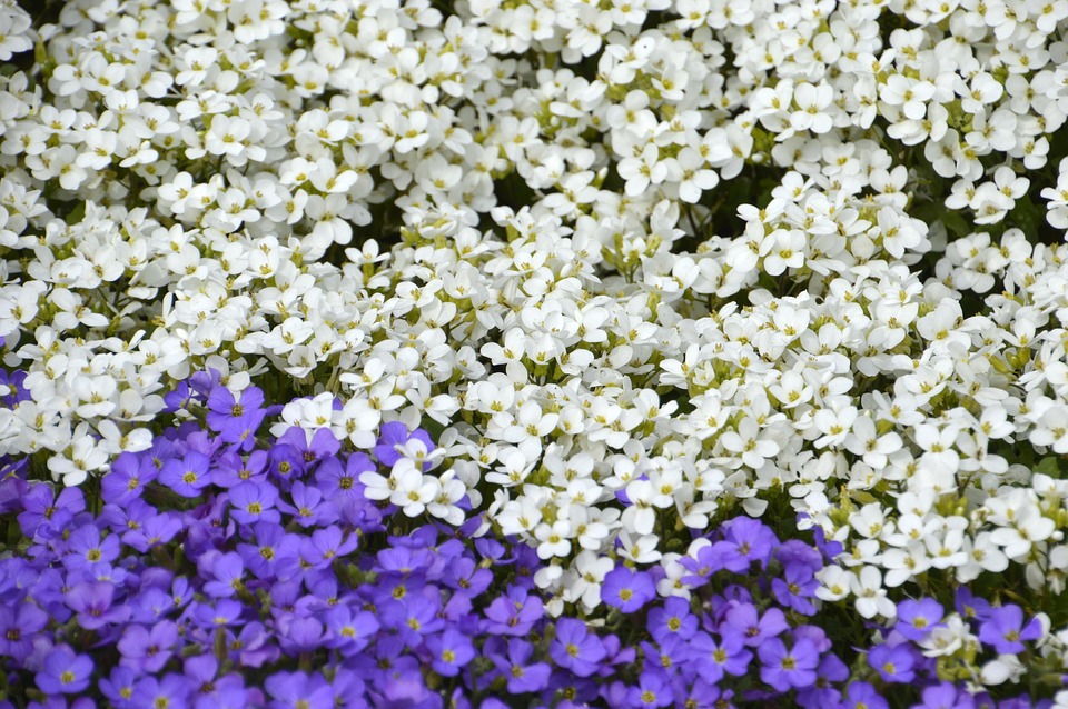 Aubriète Purple Aubrieta Deltoidea - Free photo on Pixabay - Pixabay
