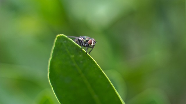 Free Fly Insect photo and picture