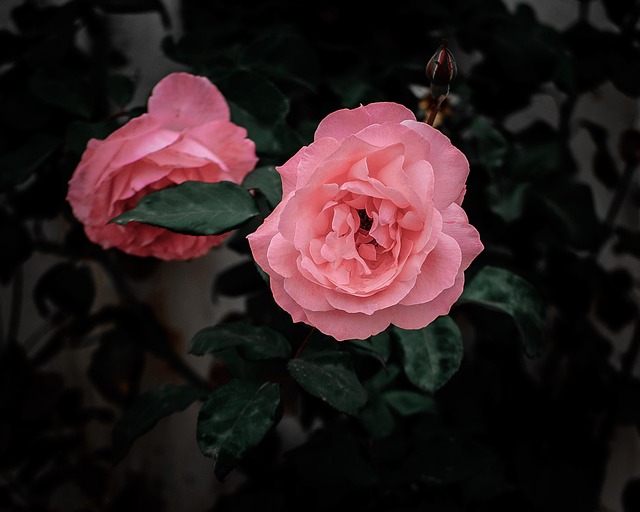 Blomst, Rose, Blomstre, Farverig, Buket