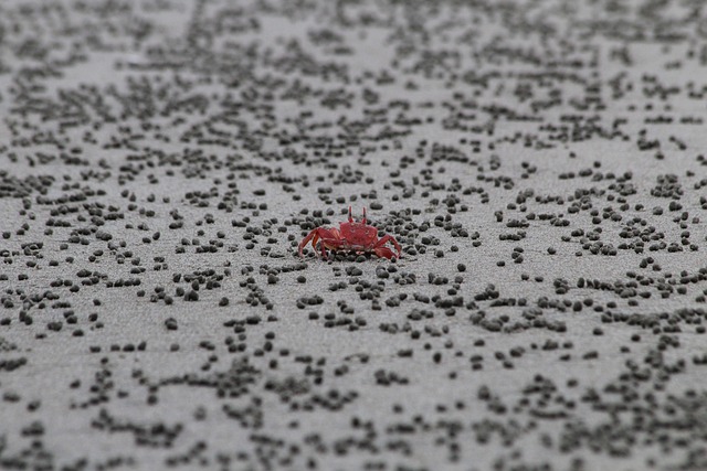 Strand, Krab, Zand, Rood, Fotografie
