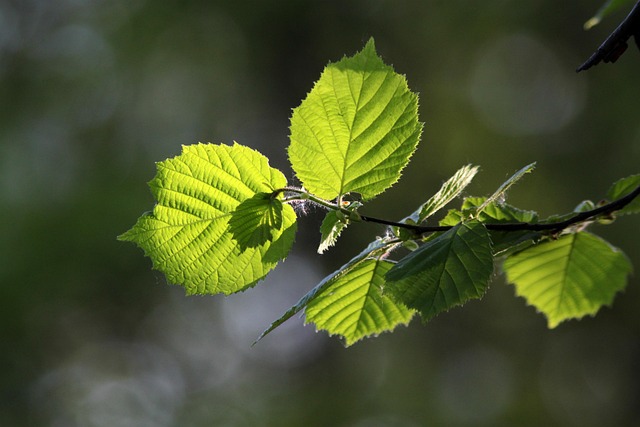 Hazel Plants Trees Spring - Free photo on Pixabay - Pixabay