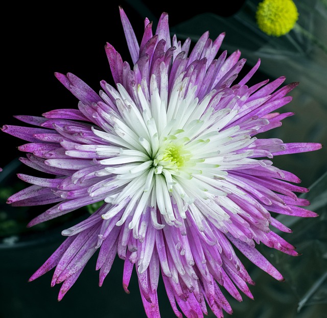 Flor, Púrpura, Blanco, Naturaleza