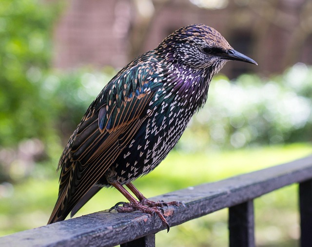 Pájaro, Nueva York, Aves Coloridas