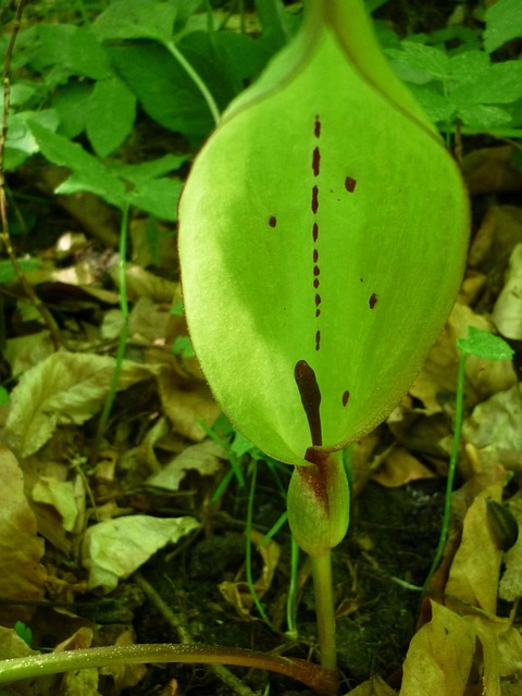 Free Arum Flower photo and picture