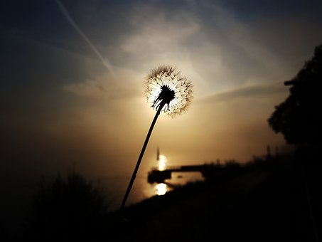 Diente De León, Sol, Contraluz