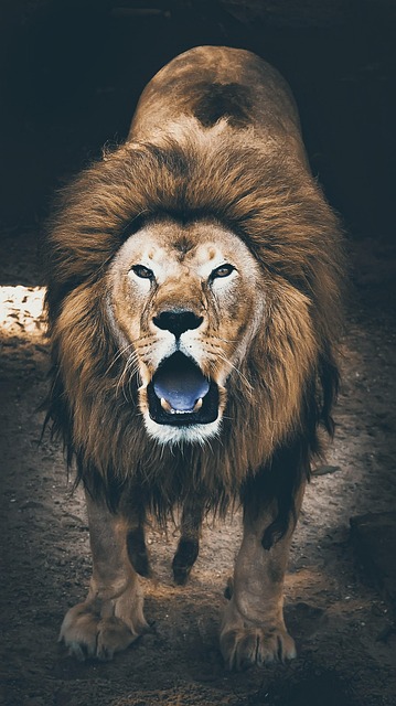 Free Lion Jungle photo and picture