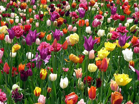 Tulpe, Blume, Farben, Violett, Gelb