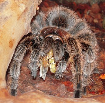 Free Tarantula Insect photo and picture