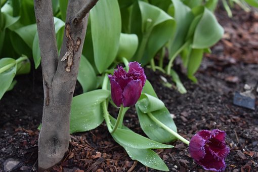 Tulpe, Blumen, Lila Tulpe, Feder