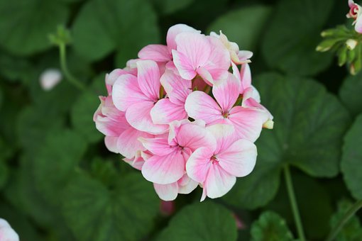 Blumen, Rosa, Feder, Schöne Blumen