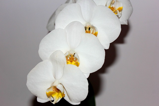 Free Orchid White Flower photo and picture