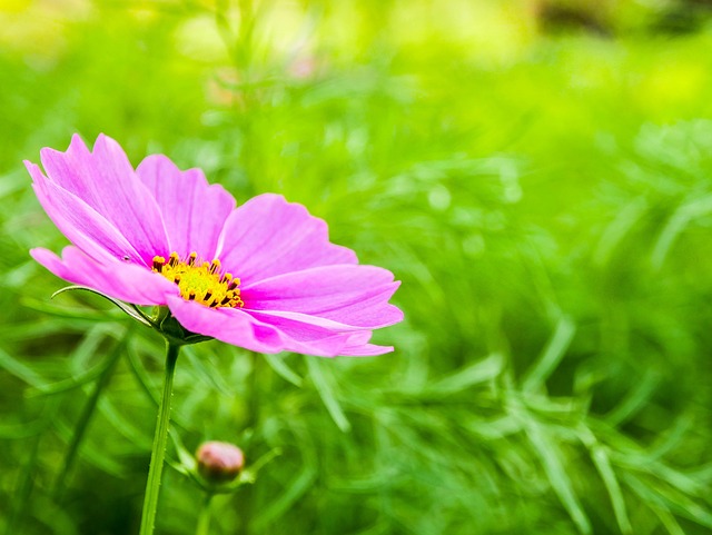 Flower, Garden, Natural, Nature, Park