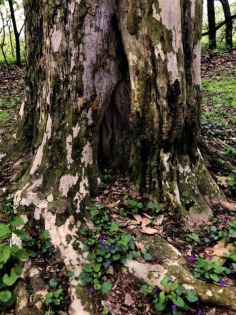 Baum, Stamm, Fee, Wald, Tür, Mysteriös