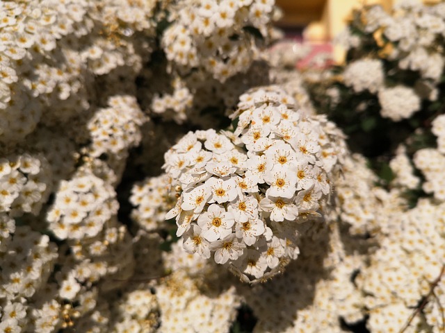 Free Nature Plant photo and picture