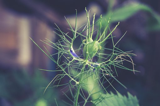 Blume, Natur, Blüte, Pflanze, Natürlich