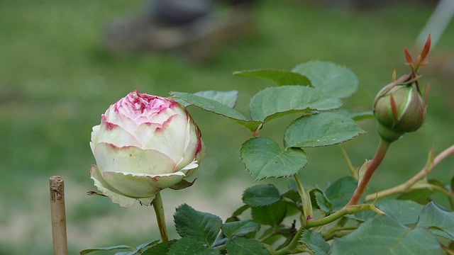 Free Pink Nature photo and picture