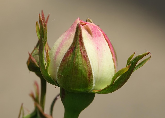 Free Pink Nature photo and picture