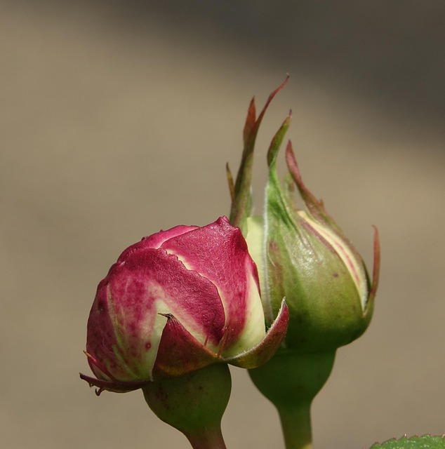 Free Pink Nature photo and picture