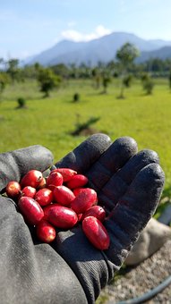10 Free Mysterious Fruit Mysterious Images Pixabay