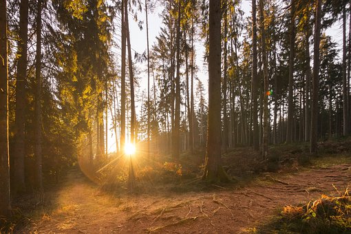 Bosque, Bosques, La Luz, Luz Solar