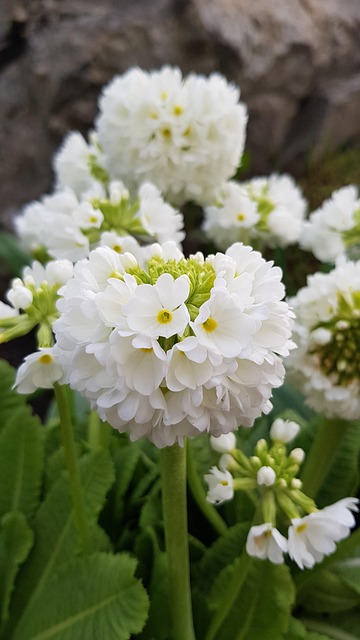 Free Flower Kuleprimula photo and picture