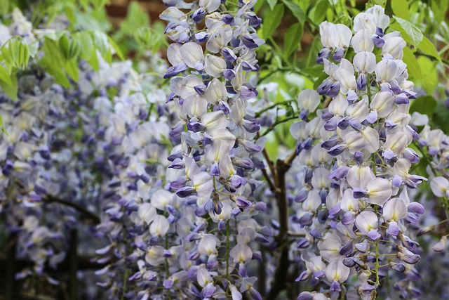 Free Wisteria Climbing photo and picture