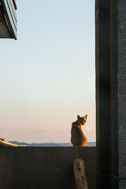 Free Cat Grudges photo and picture