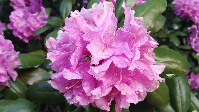 Rhododendron Fleur Le Printemps - Photo gratuite sur Pixabay - Pixabay