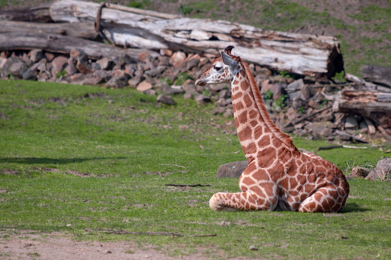 Giraffe - free online jigsaw puzzle photo