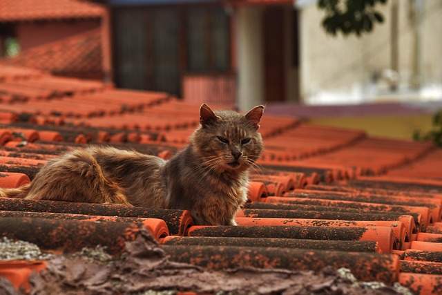 Kat, Kat På Taget, Αλητογατα