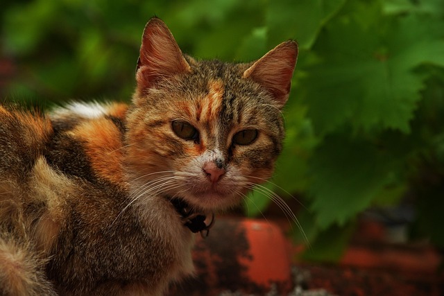 Kat, Smukke Katte, Kæledyr, Dyr, Se