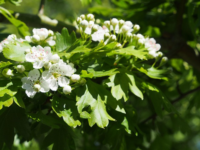 Free Hawthorn Blossom photo and picture