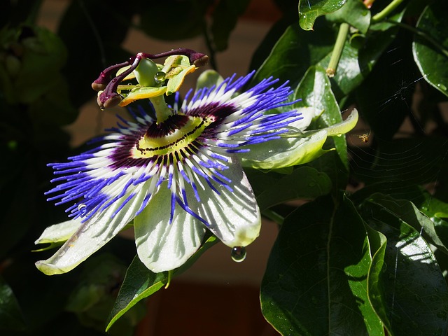Free Passion Flower Beauty photo and picture