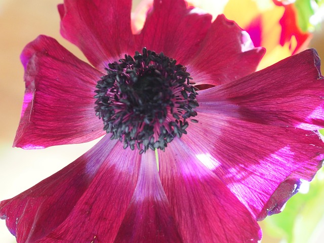 Free Flowers Light photo and picture