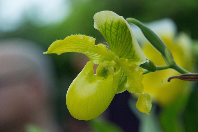 Free Orchid Garden photo and picture