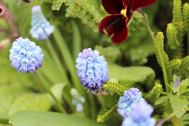 Free Grape Hyacinth Spring Flowers photo and picture
