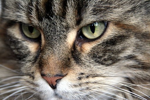 Free Maine Coon Cat photo and picture