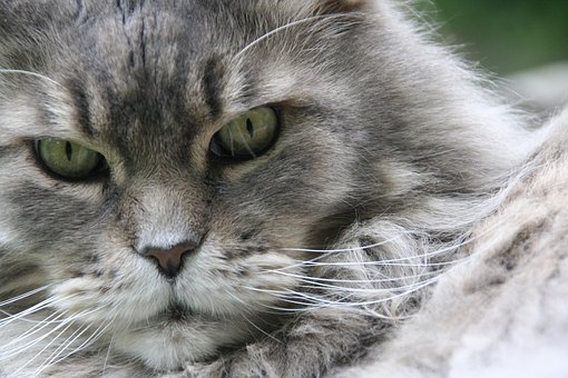 Free Maine Coon Cat photo and picture