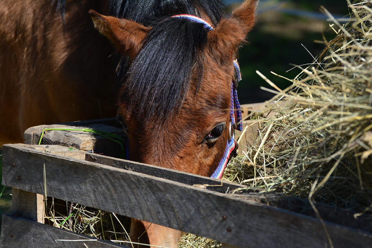 10+ Free Karmienie Konia & Horse Images Pixabay