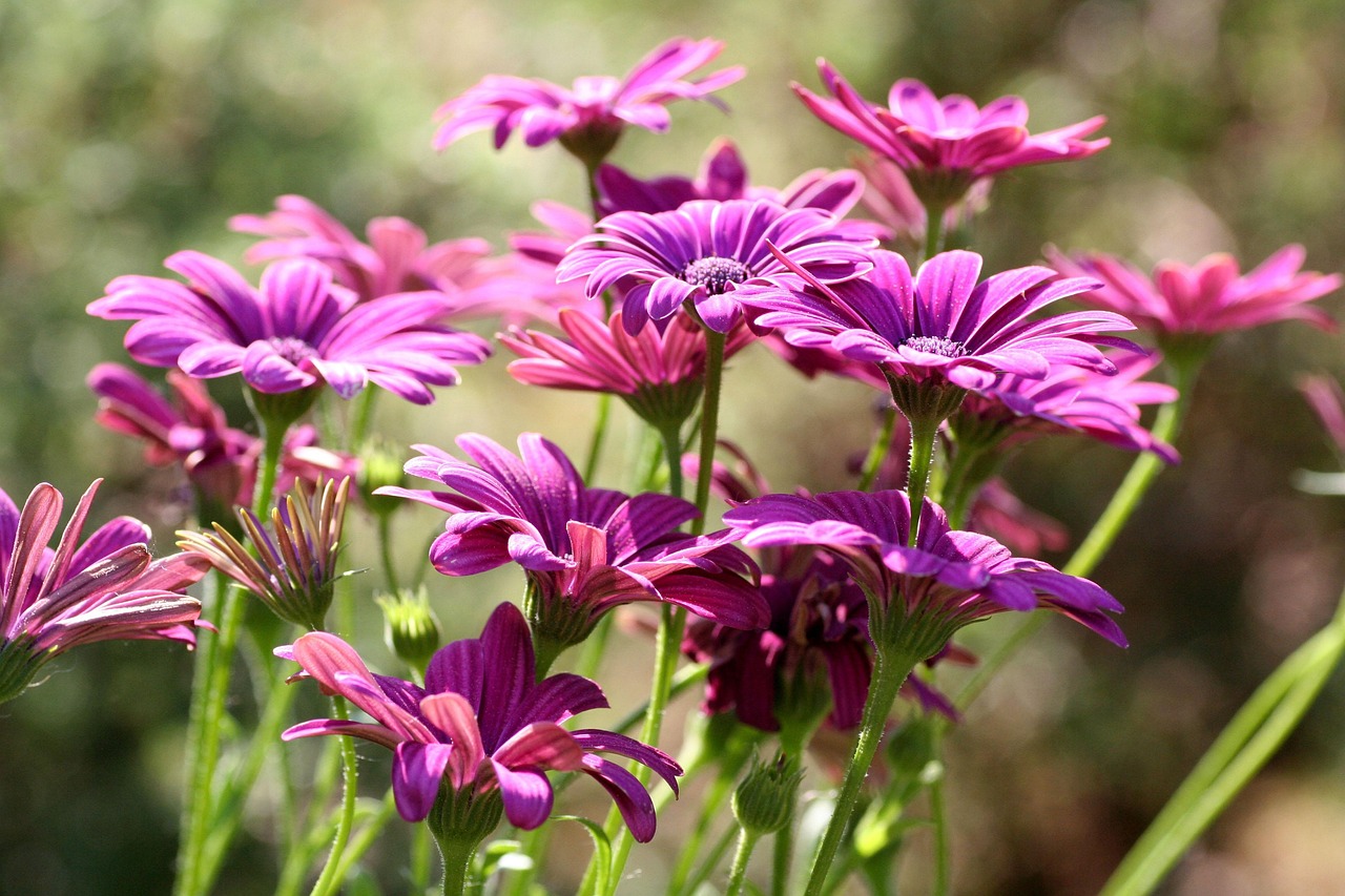flowers-3385183_1280.jpg