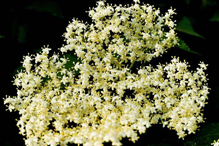 Flower Base Examples 40+ Free Flower Base & Flower Images