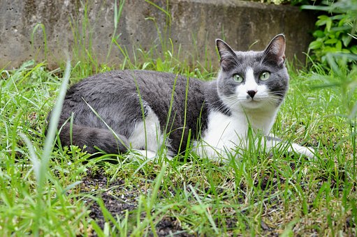 Linda, Animales, Mascota, Cat, Gatito