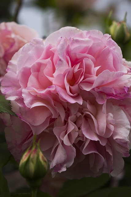 Free Flower Nature photo and picture